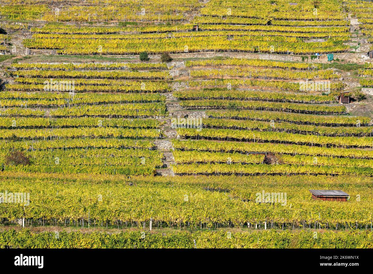 Vineyard terraces, UNESCO World Heritage Site The Wachau, Lower Austria, Austria Stock Photo