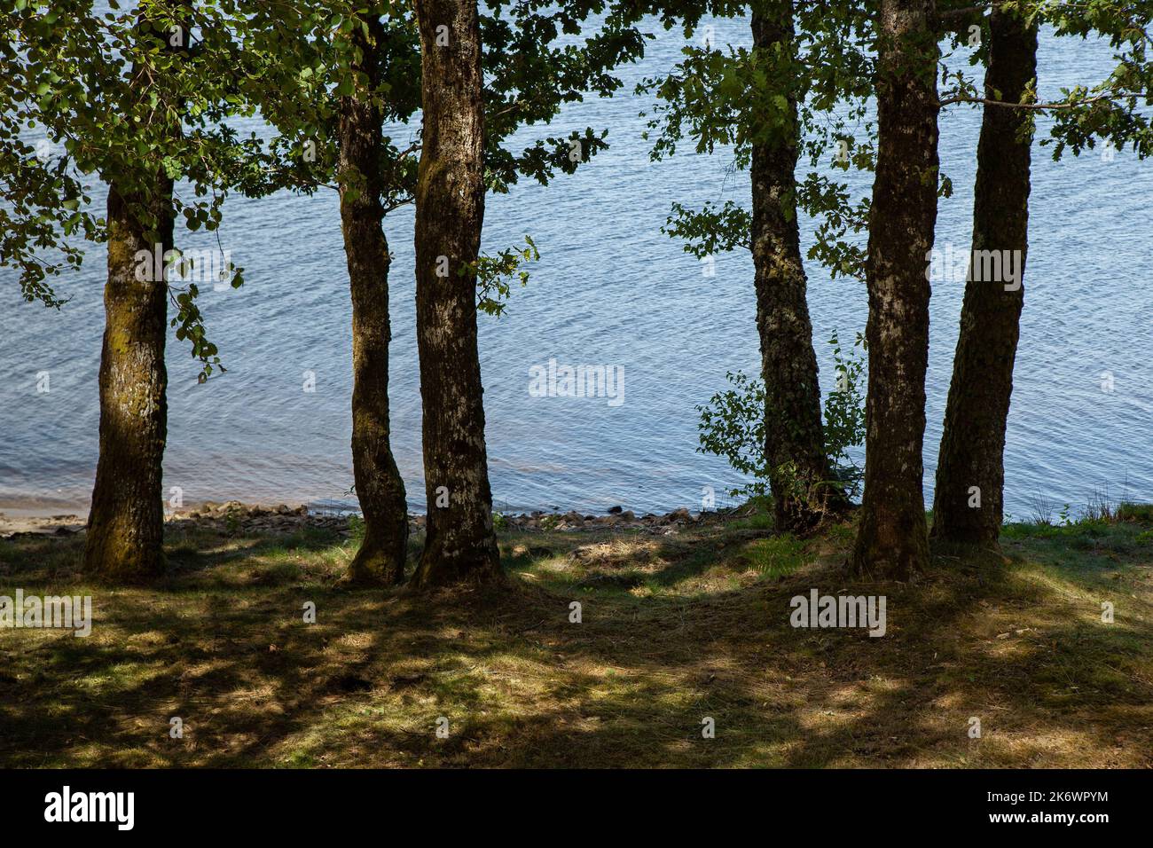 Silhouettes of trees by a lake Stock Photo - Alamy