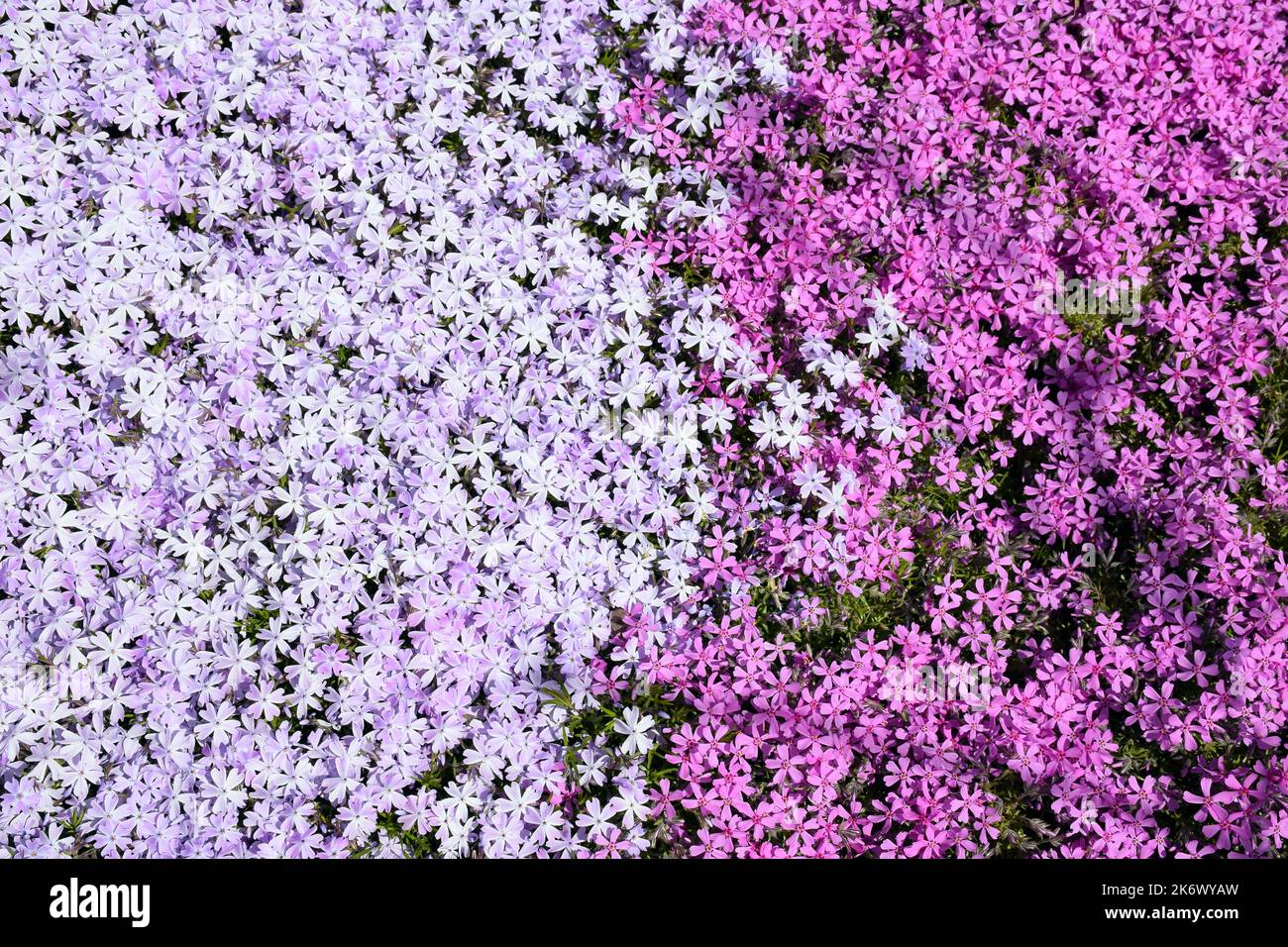Phlox flowers all over the frame, but in different shades of purple. Split color in the middle Stock Photo