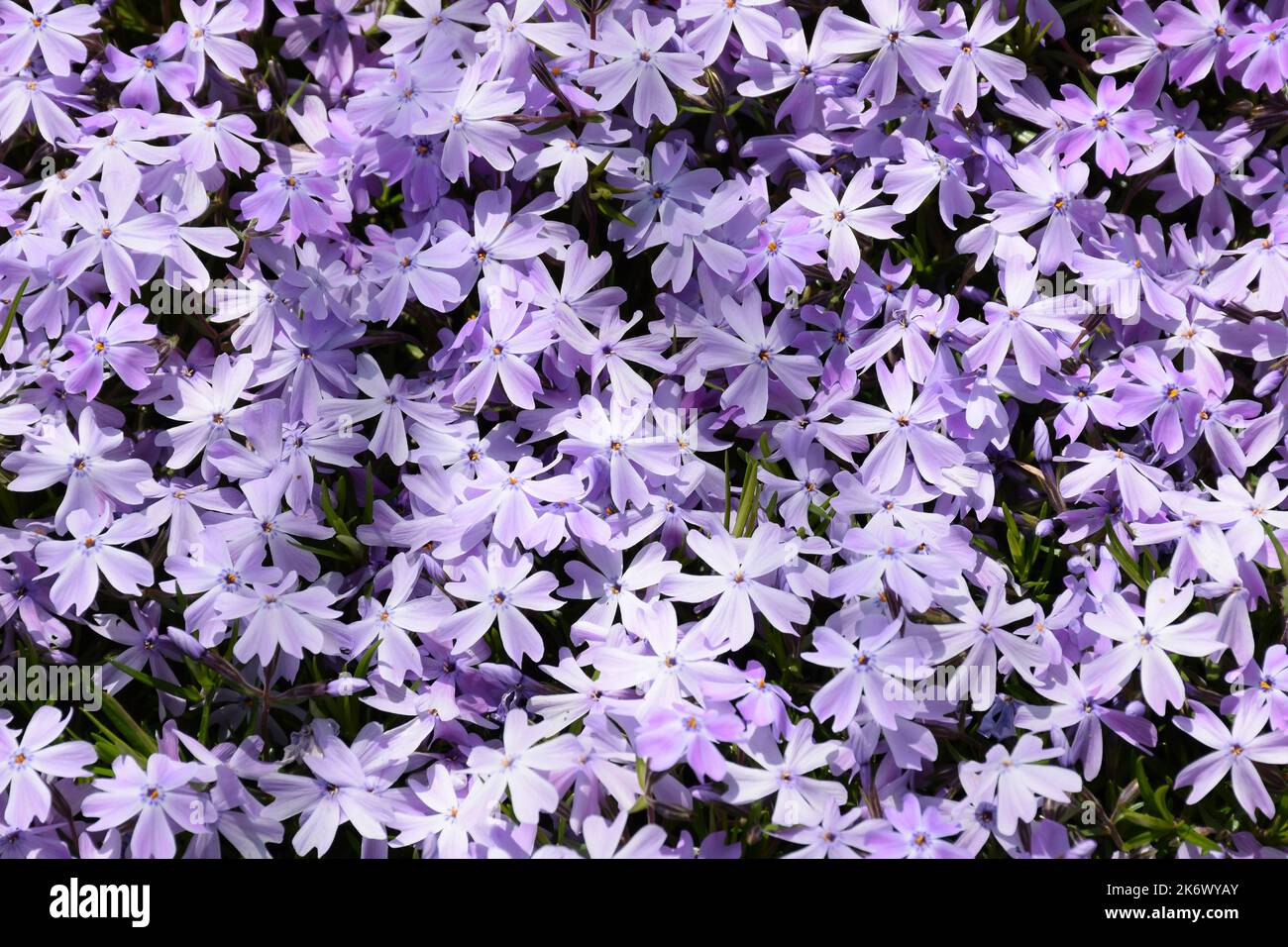 Lots of phlox flowers in soft purple all over the frame. Leaves are visible between them. Stock Photo