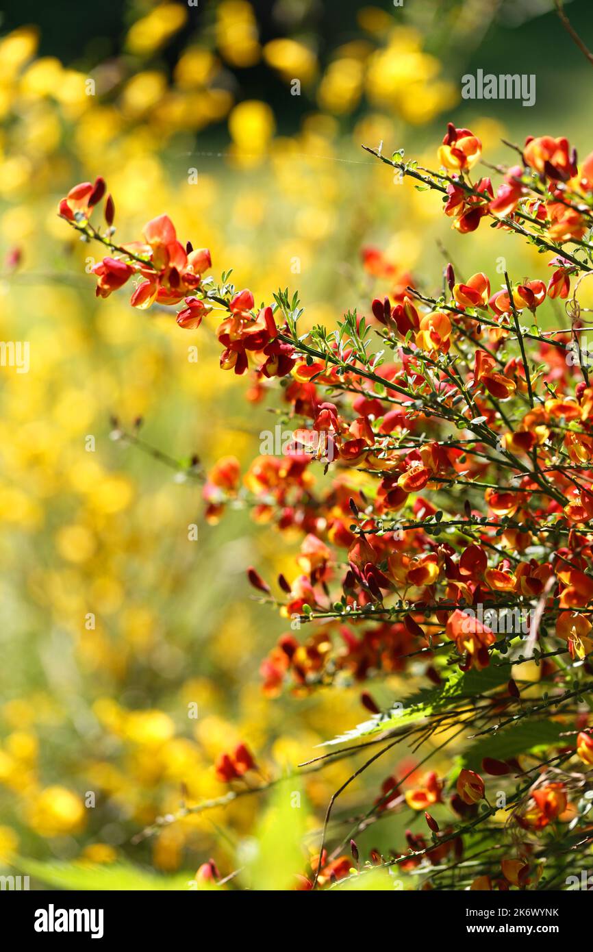 Cytisus scoparius spring blooming bush with red/ yellow blossom Stock Photo