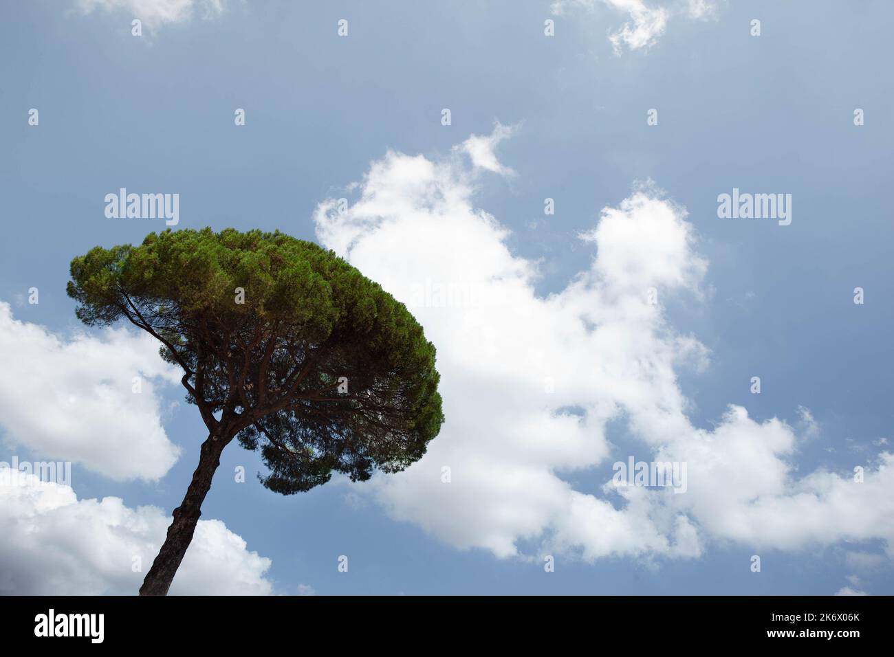 Pine tree and cloudy blue sky on background Stock Photo
