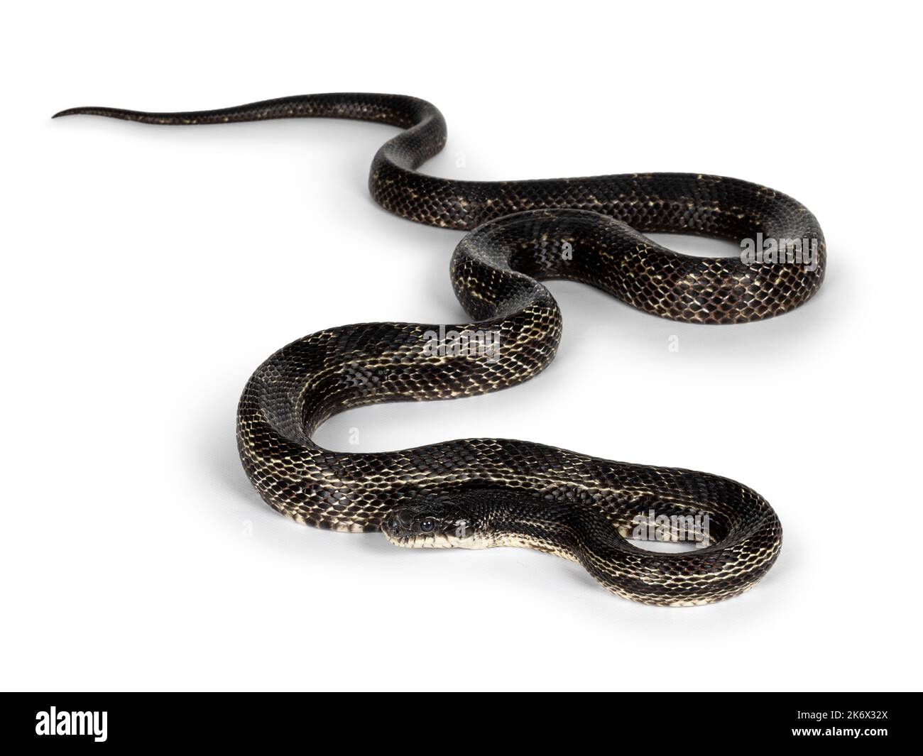 Full length image of a Black rat snake aka Pantherophis obsoletus. Isolated on a white background. Stock Photo