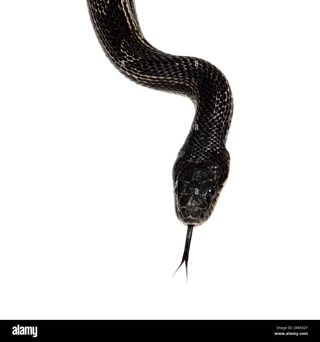 head shot of a Black rat snake aka Pantherophis obsoletus. Tongue out. Isolated on a white background. Stock Photo