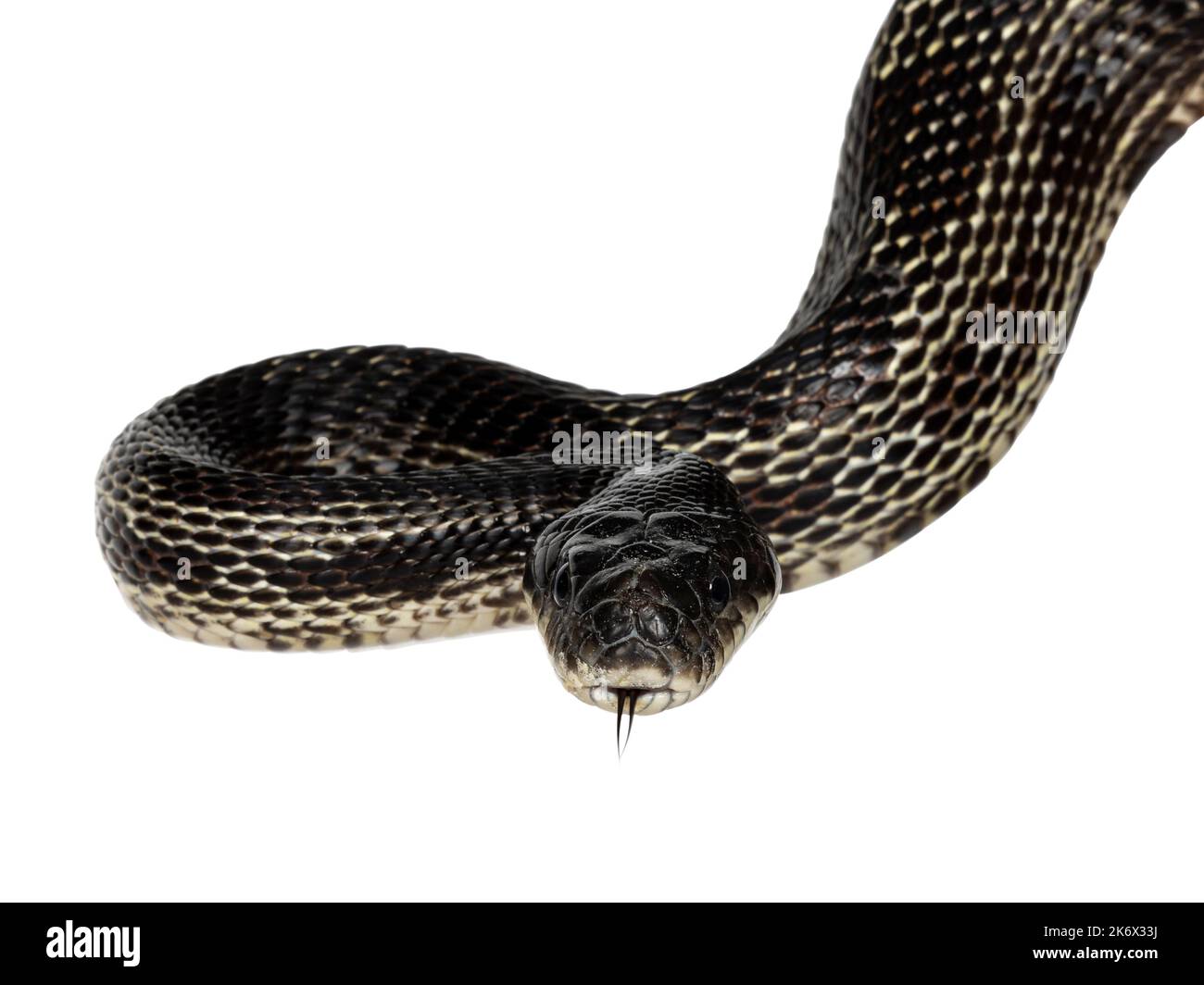 head shot of a Black rat snake aka Pantherophis obsoletus. Tongue out. Isolated on a white background. Stock Photo