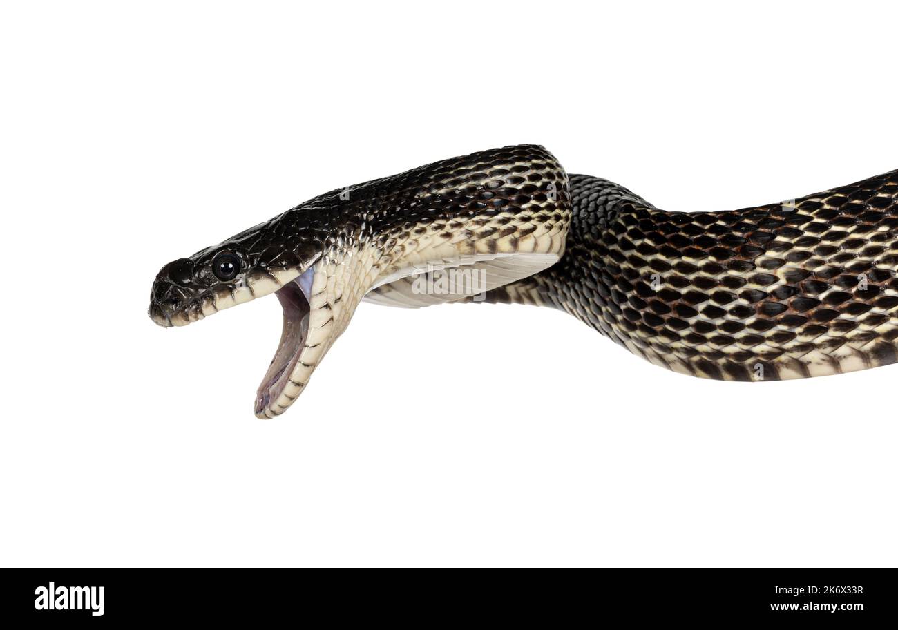 head shot of a Black rat snake aka Pantherophis obsoletus. Mouth wide open. Isolated on a white background. Stock Photo