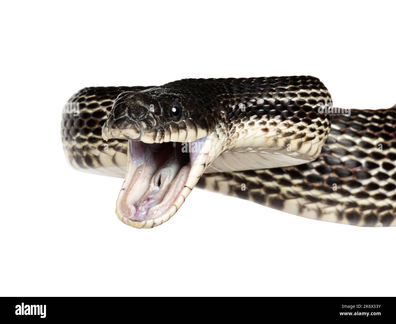 head shot of a Black rat snake aka Pantherophis obsoletus. Mouth wide open. Isolated on a white background. Stock Photo