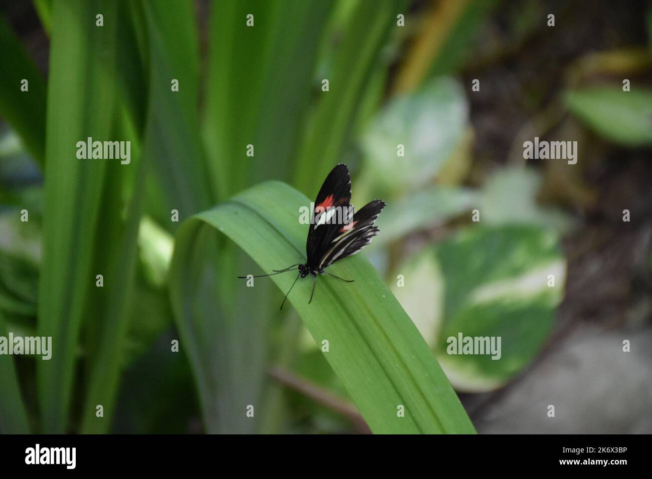 Postman Insect Postman butterfly sitting on a green plant leaf Stock Photo - Alamy