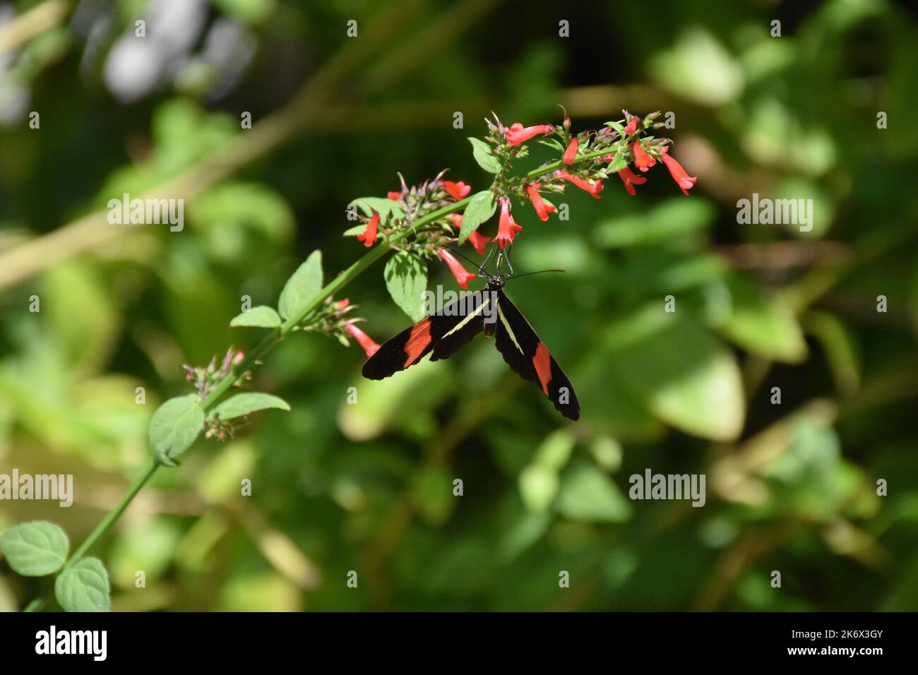 Postman Insect Beautiful postman butterfly in a flowering garden Stock Photo - Alamy