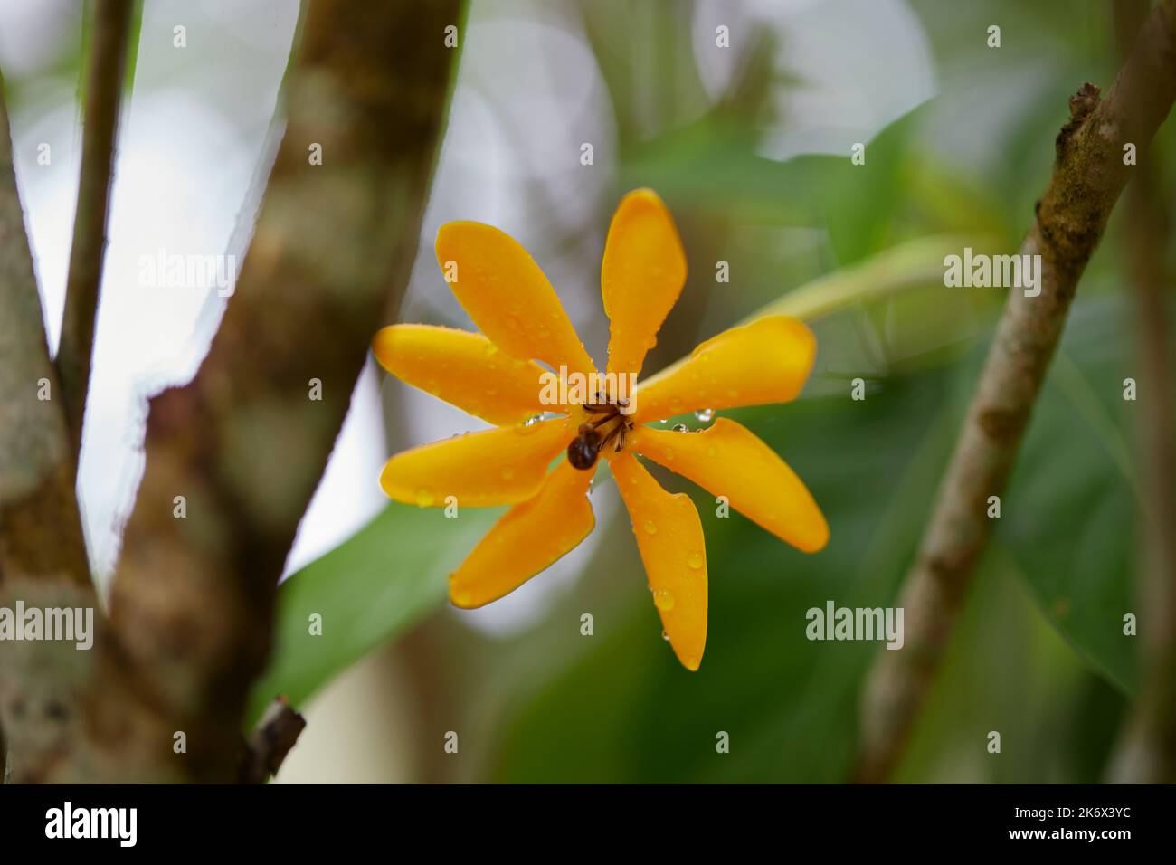 Fresh Kedah gardenia or Golden gardenia flower in bloom with raindrops Stock Photo