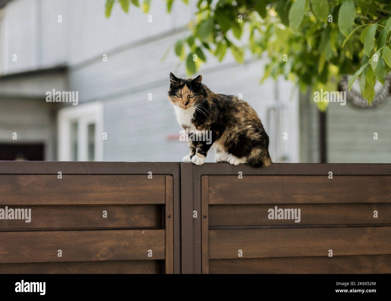 Cute fluffy cat sitting on old wooden fence Stock Photo