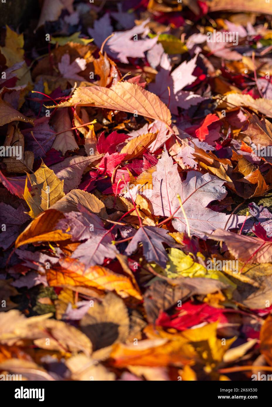 Beautiful first signs of autumn morning with bright coloured leaves with sunshine. Stock Photo