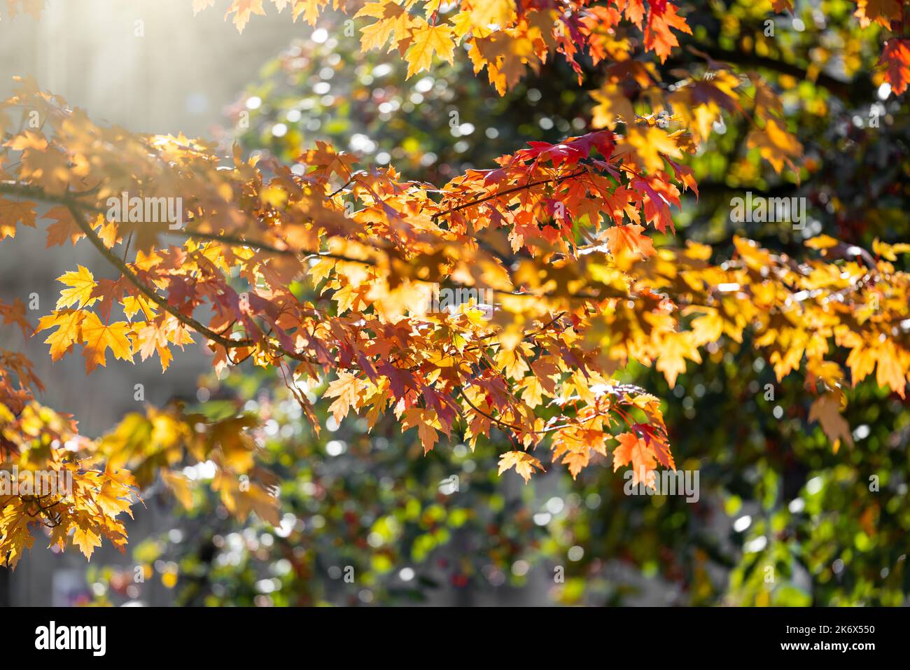 Beautiful first signs of autumn morning with bright coloured leaves with sunshine. Stock Photo