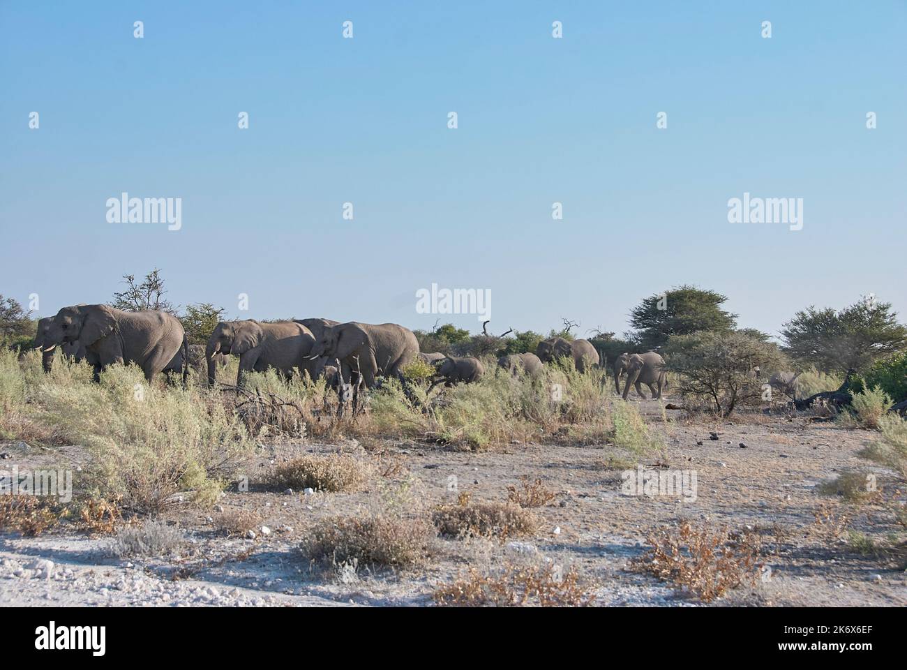 Group of African Elephant, Loxodonta africana, in the bush of Etosha National Park Stock Photo