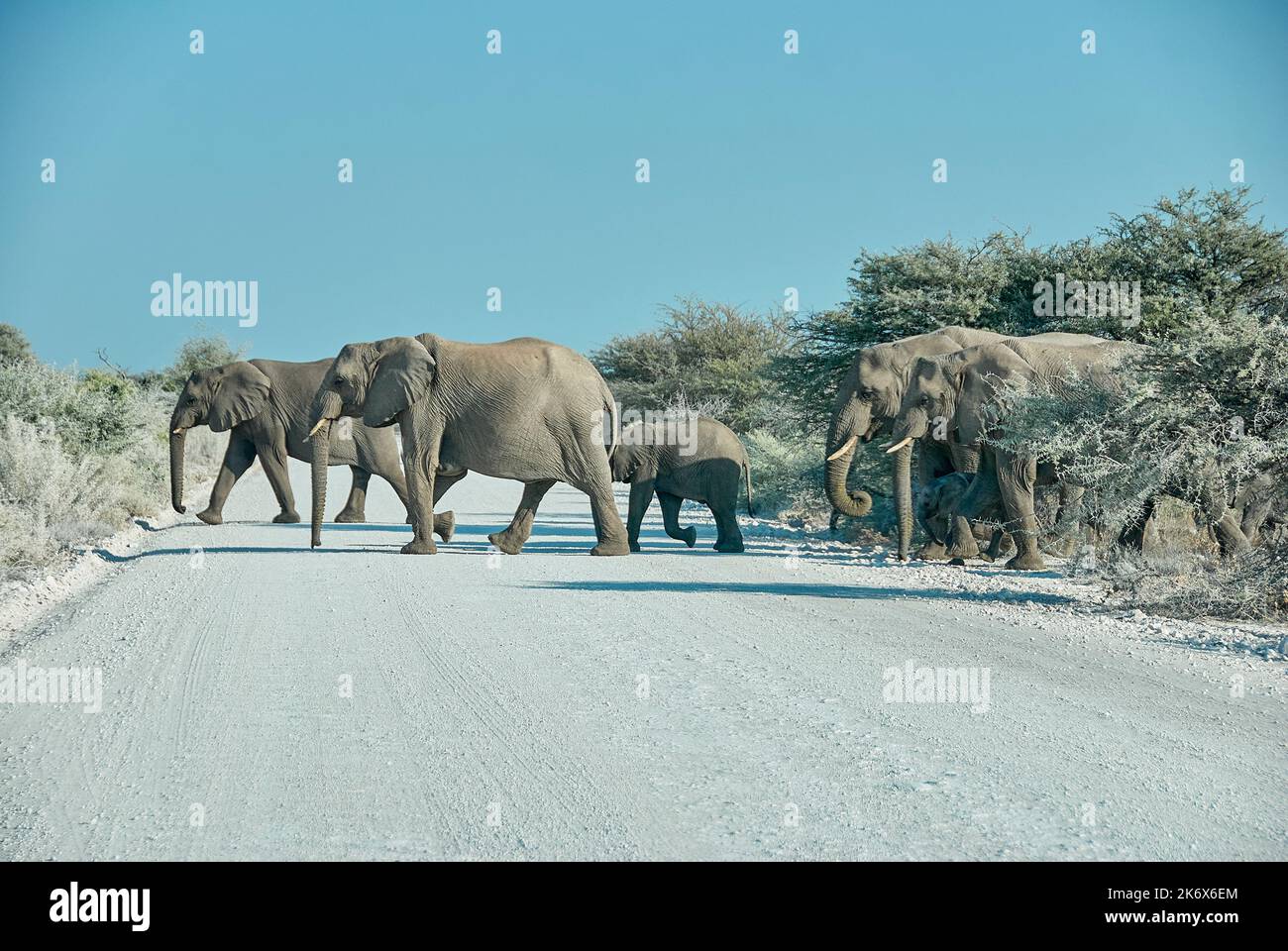 African Elephant family , Loxodonta africana, crossing a gravel road in Etosha National Park, Namibia Stock Photo