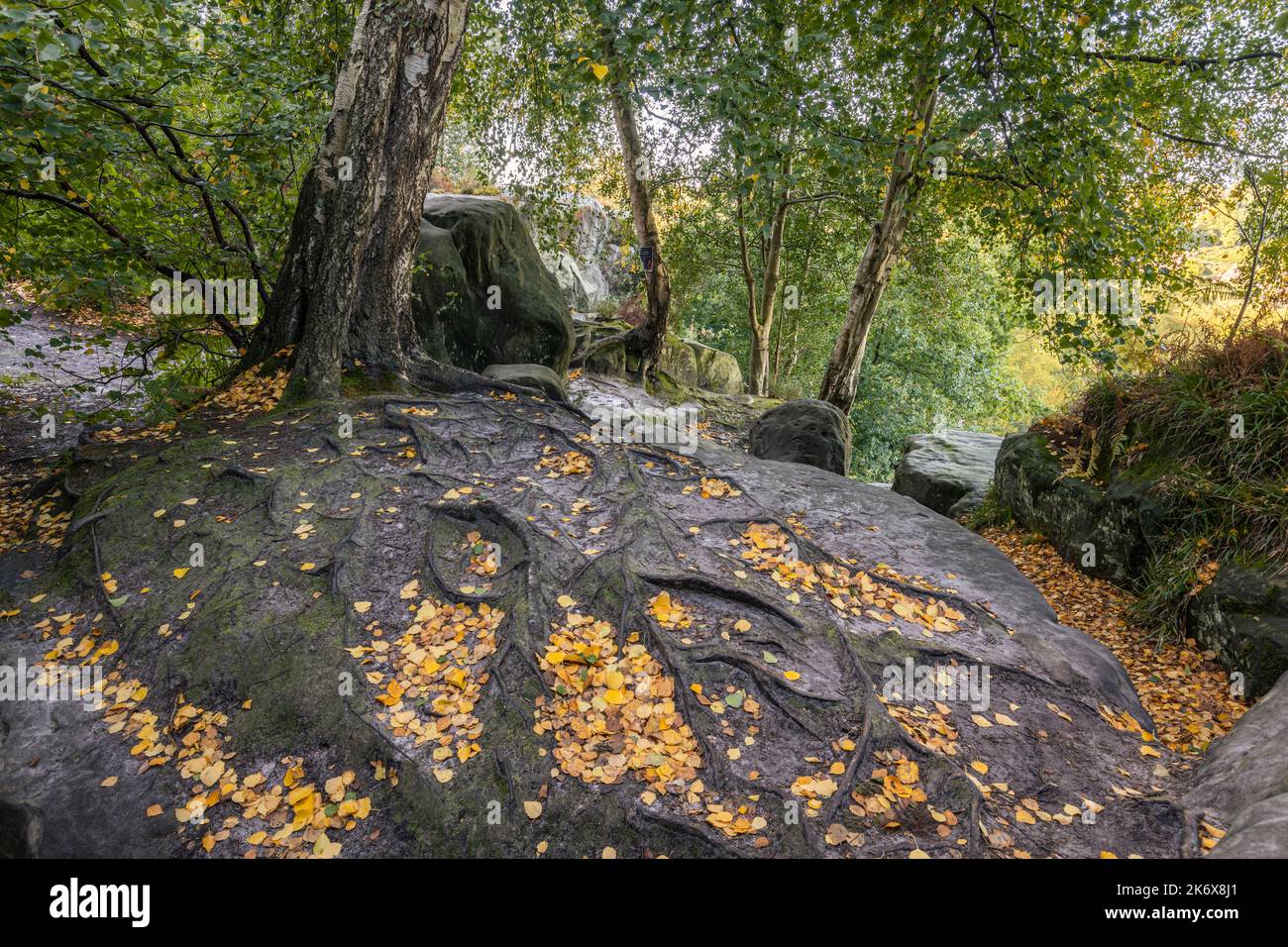 Groombridge Rocks Autumn is coming at Harrisons Rocks on the high weald near Groombridge ...