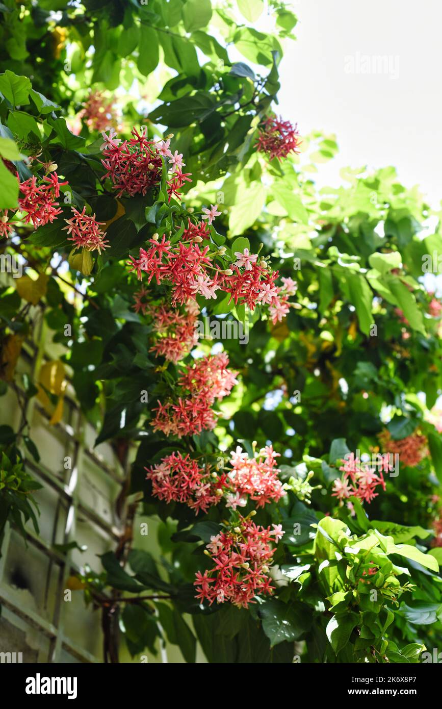 Combretum indicum, also known as the Rangoon creeper Stock Photo