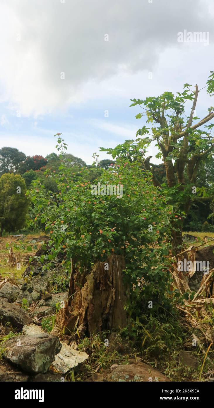 a plant that grows on a tree that was cut down Stock Photo Alamy