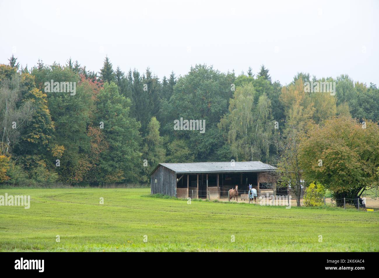 two horses near stables at the house in the woods. High quality photo