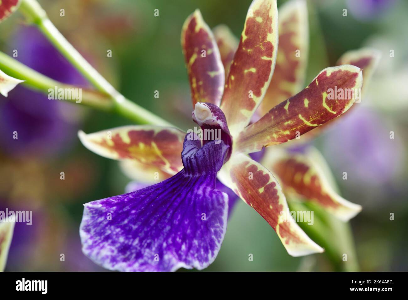 Zygopetalum mackayi orchid at Kew Gardens Stock Photo
