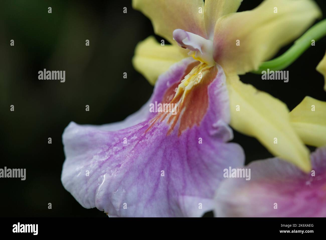 Vanda Orchid at Kew Gardens Stock Photo