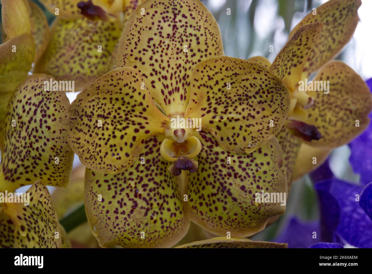 Vanda orchid at Kew Gardens Stock Photo