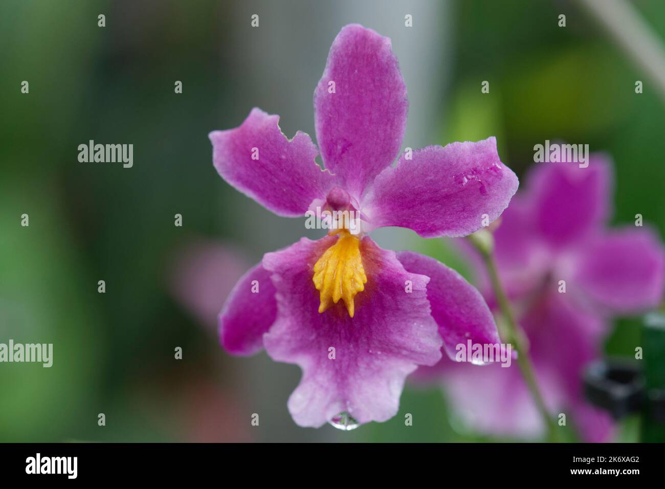 Vanda Orchid at Kew Gardens Stock Photo