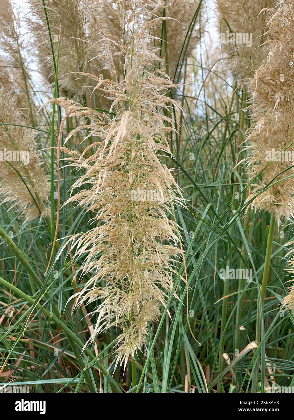 Close up of pampas grass and plumes seen in the garden Stock Photo Alamy