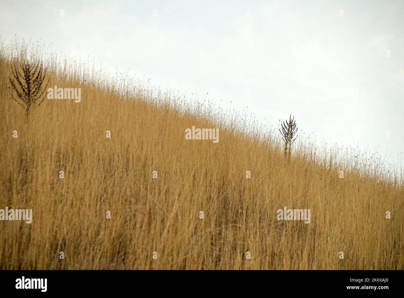 Growing golden grass hi-res stock photography and images - Alamy