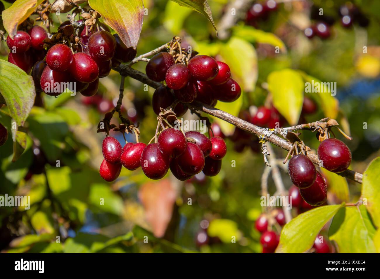 Close up of red and ripe cornelian cherry, also called Cornus mas Stock Photo