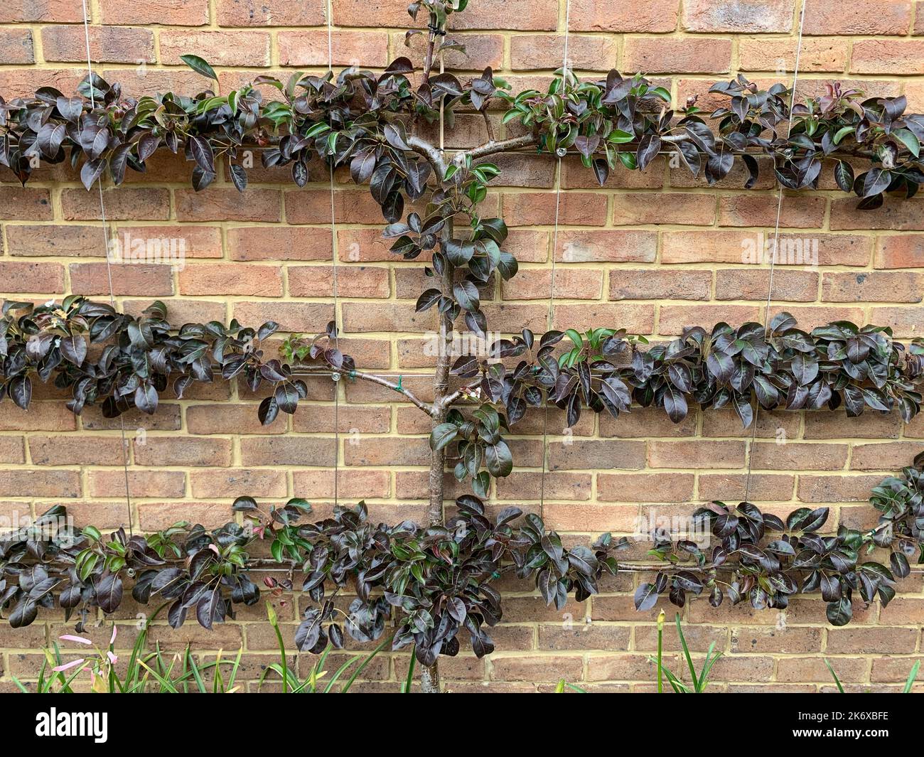 Pyrus communis pear tree espalier hires stock photography and images