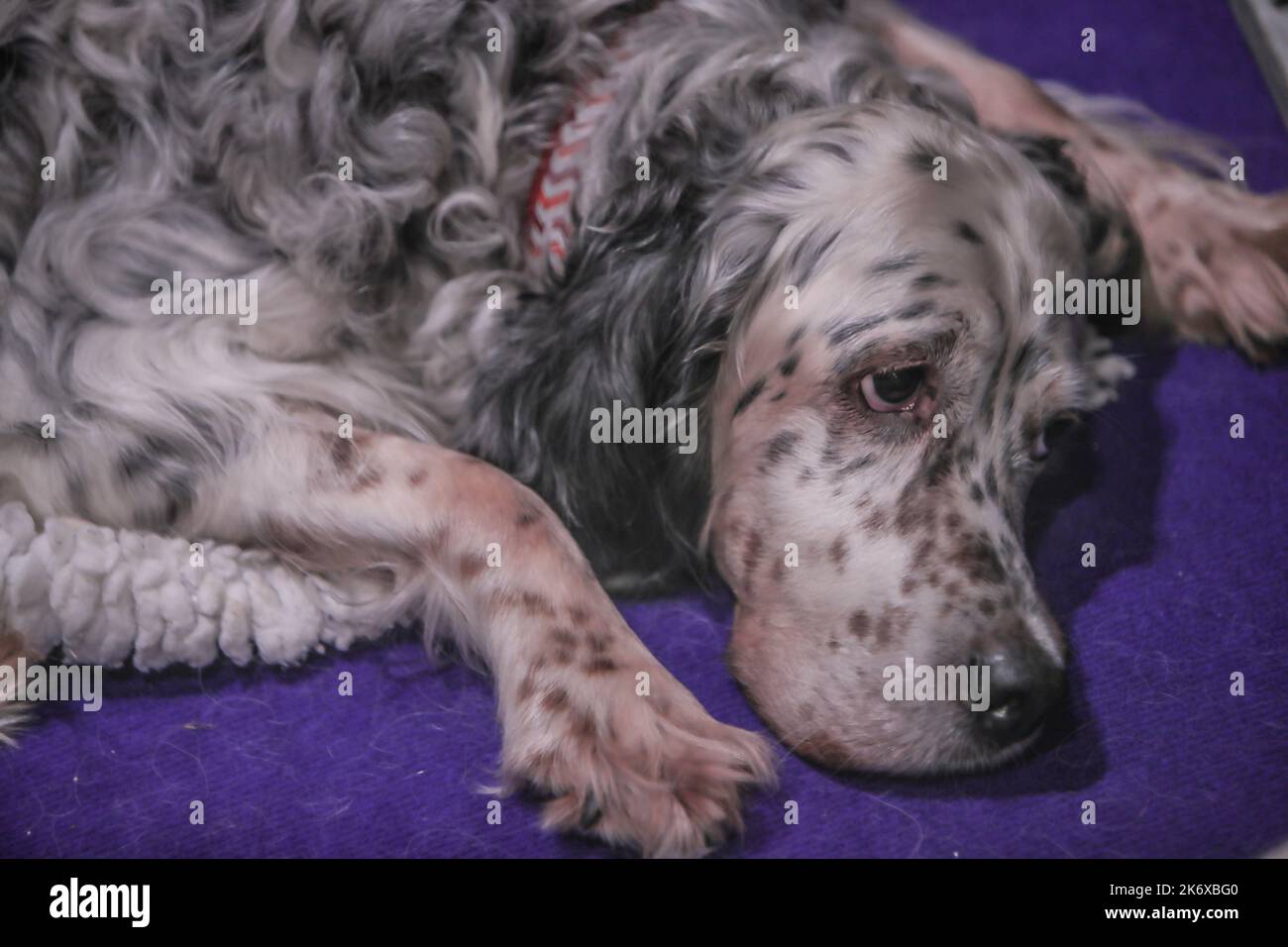 Kennel dogs uk hi res stock photography and images Page 17 Alamy