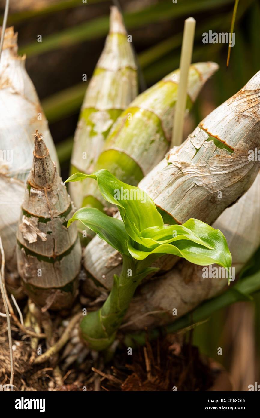 orchid bulbs of the catasetum species with small plant. Stock Photo