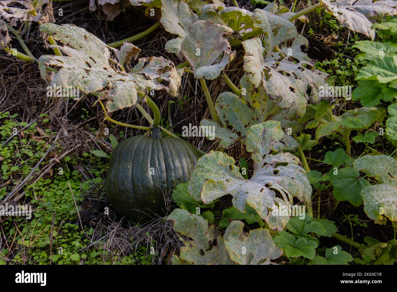 Green pumpkin growing on a compost heap Stock Photo - Alamy