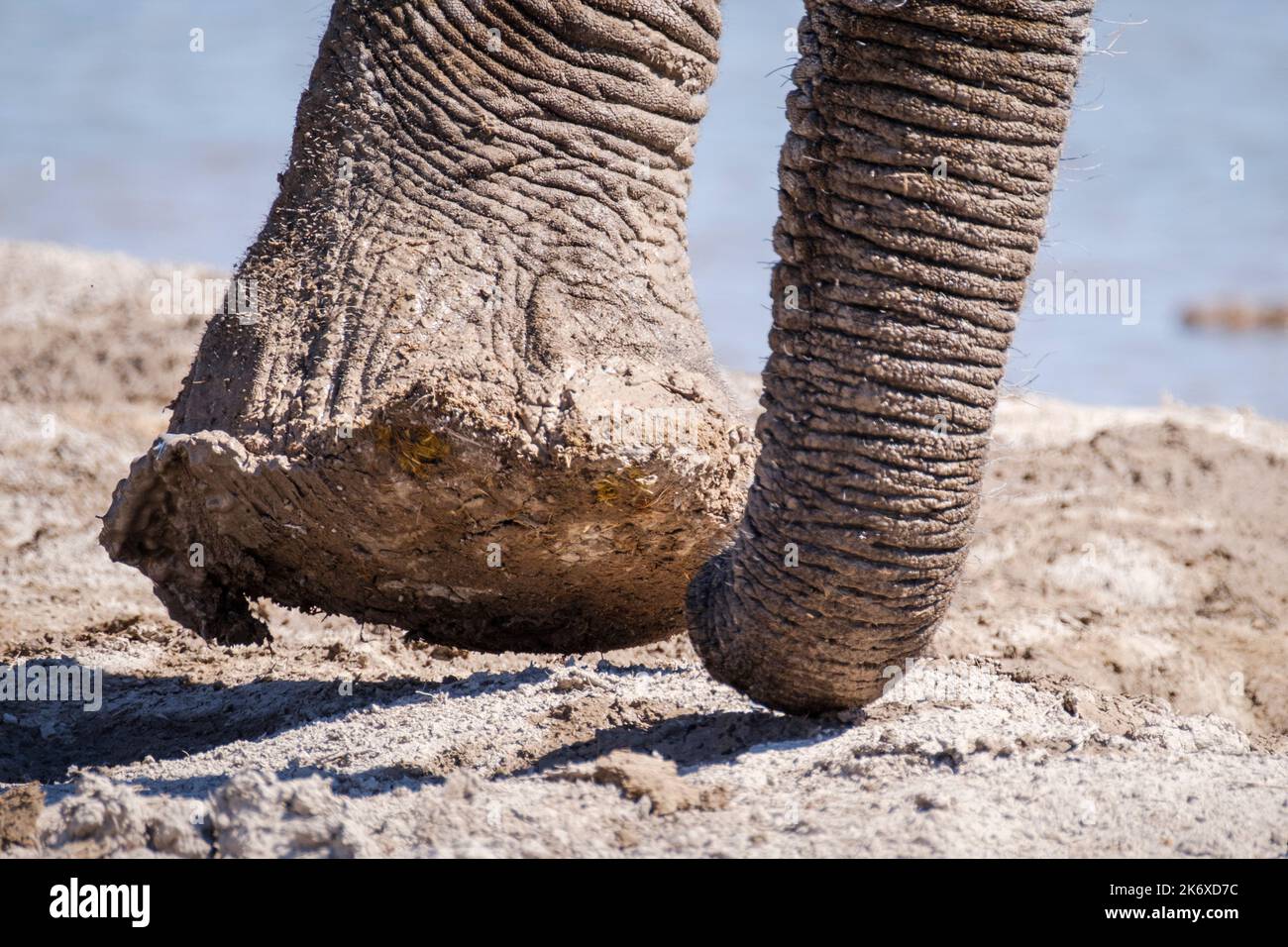 Elephant foot (Loxodonta africana) Stock Photo