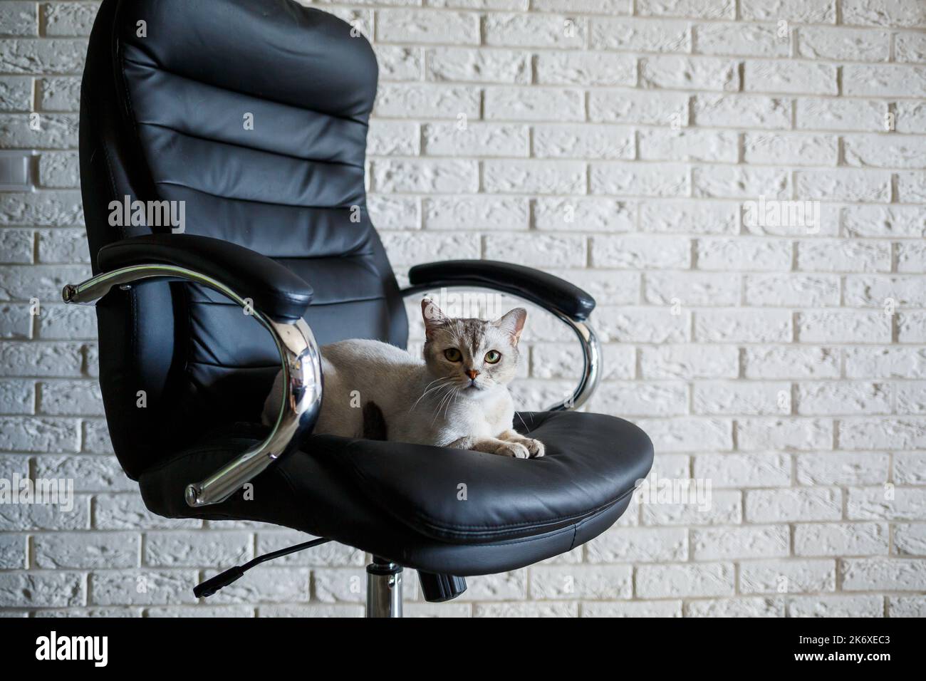 Gray british cat sits on a leather black armchair Stock Photo - Alamy