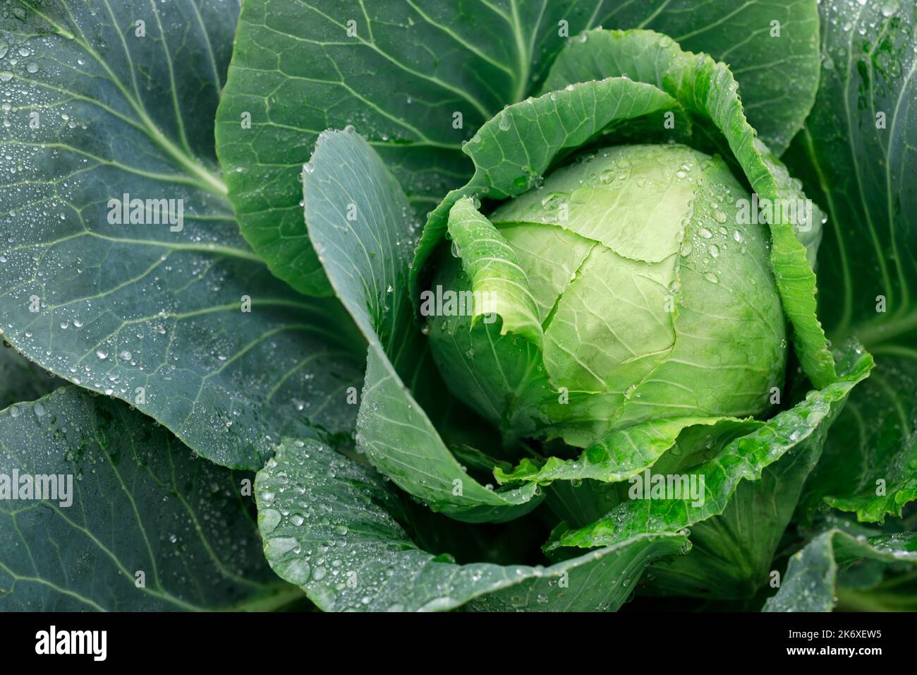 green cabbage with water drops grow in the garden Stock Photo