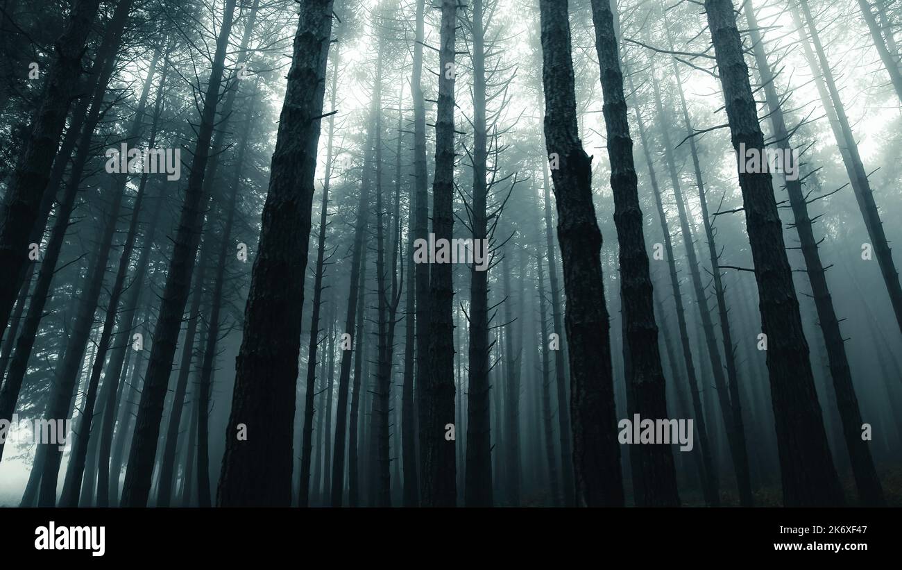 Pine trees are hiding in the fog Stock Photo - Alamy