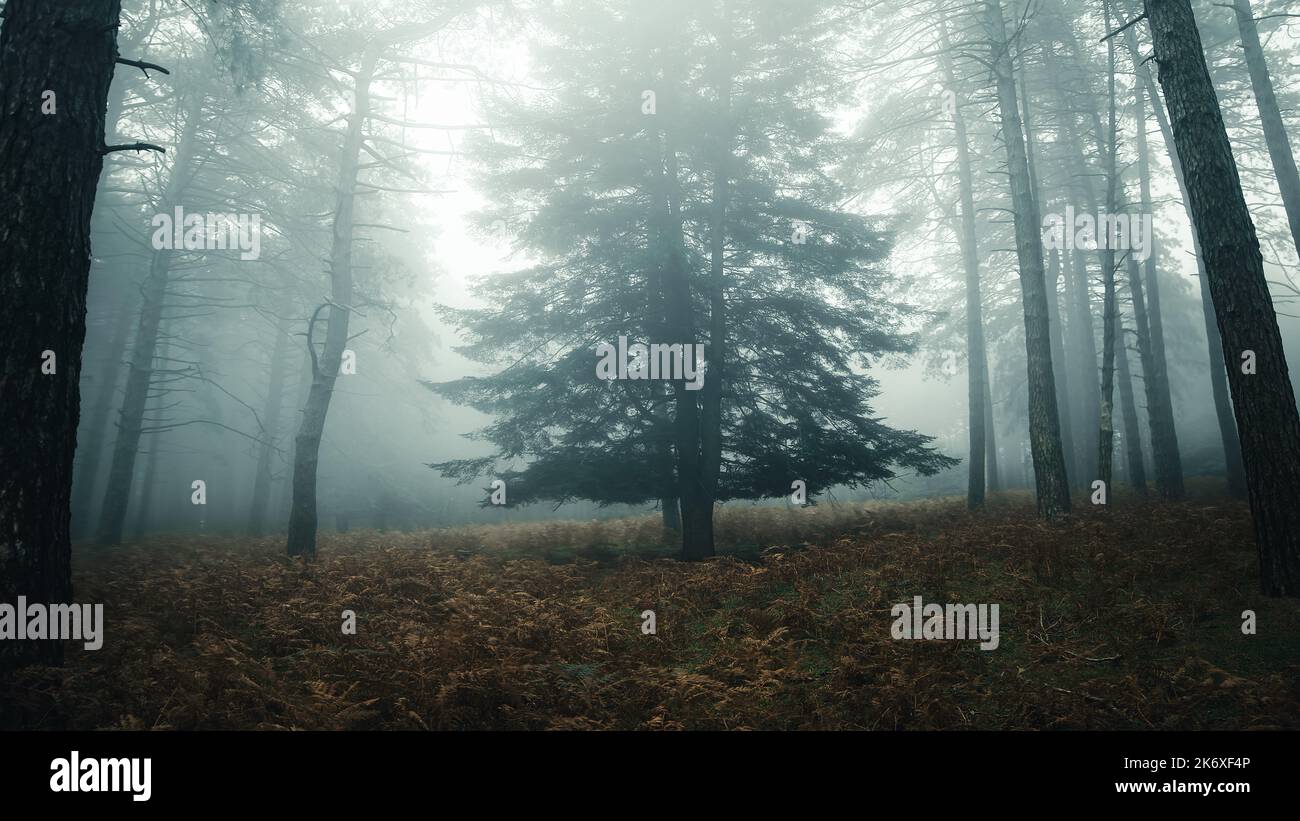 Fog shrouded leaves hi-res stock photography and images - Alamy