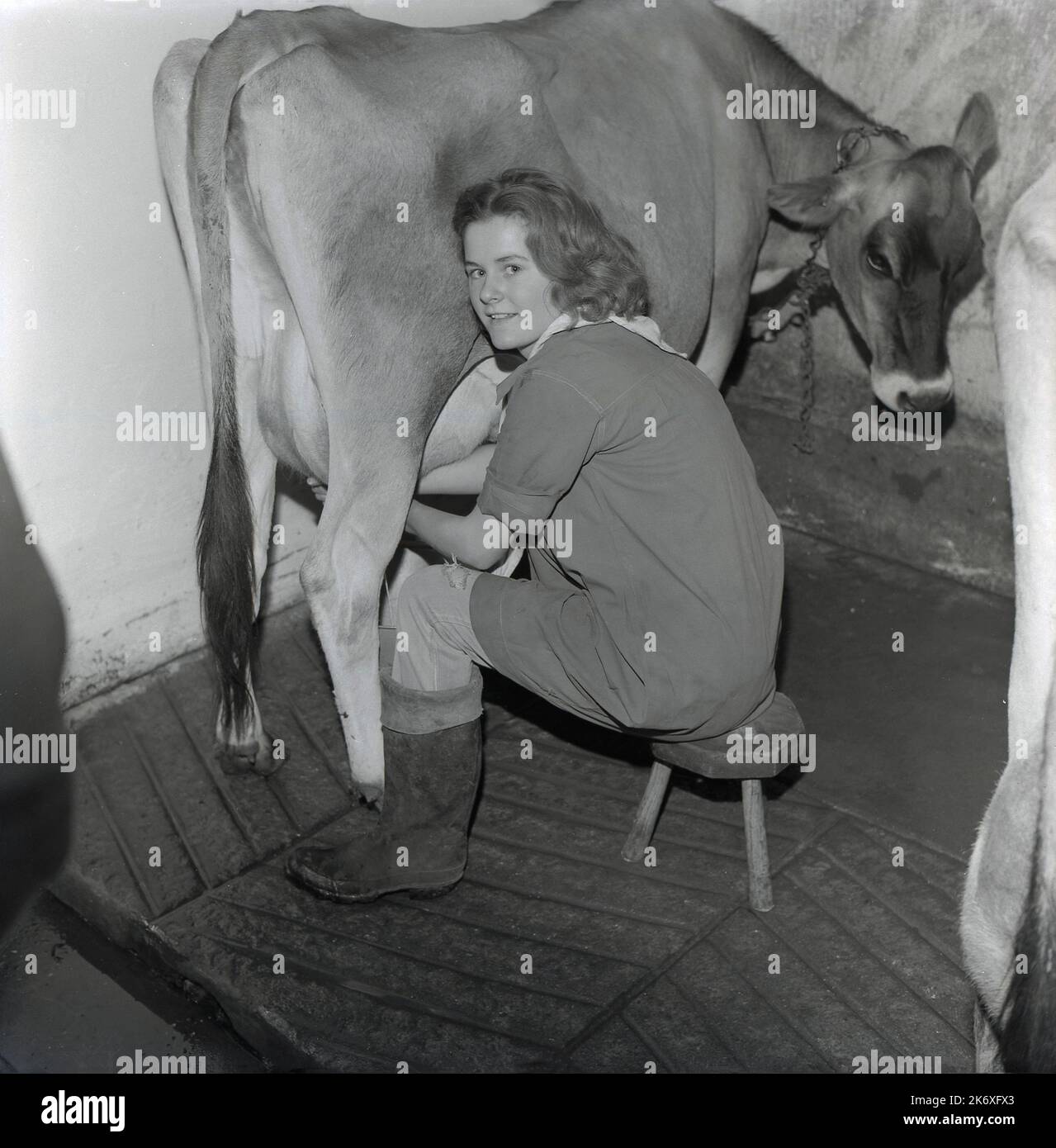 1964, historical, a teenage girl sitting on a small stool hand milking a cow, Mayortome Manor, Wendover, Buckinghamshire, England, UK. The girl is a pupil at The Farmhouse School, established by Quaker, Isobel Fry around 1900, for children aged 8 to 18 years old. All the pupils had to rise early each day, to look after the animals and undertake general farm duties before breakfast. Traditional school lessons would then take place. Fry believed that learning about other subjects, such as science, nature, accounting came through the work activities the children undertook on the farm. Stock Photo