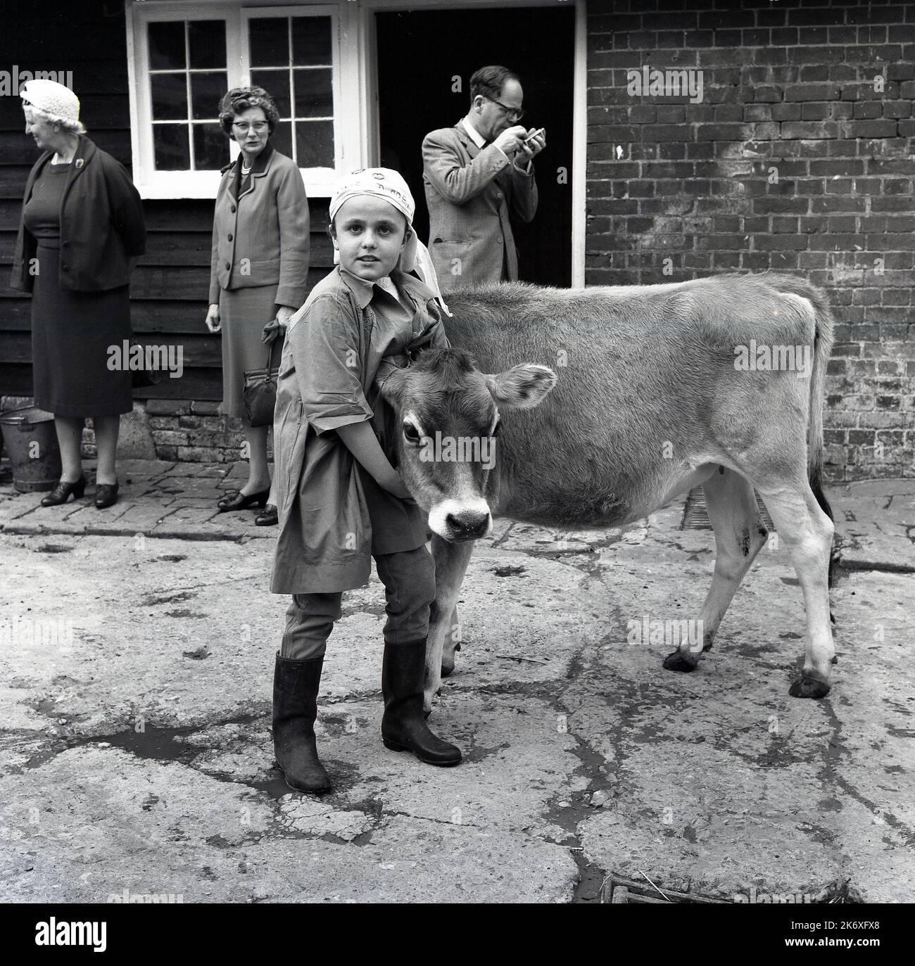1964, outside in a farmyard, a young girl holding a cow's head, with adult visitors watching on, Wendover, Bucks, England, UK. The girl is a pupil at The Farmhouse School, established by Quaker, Isobel Fry around 1900 with children aged 8 to 18 years old. All the pupils had to rise early each day, to look after the animals and undertake general farm duties before breakfast. Traditional school lessons would then take place. Fry believed that learning about other subjects, such as science, nature, accounting came through work activities on the farm. Stock Photo