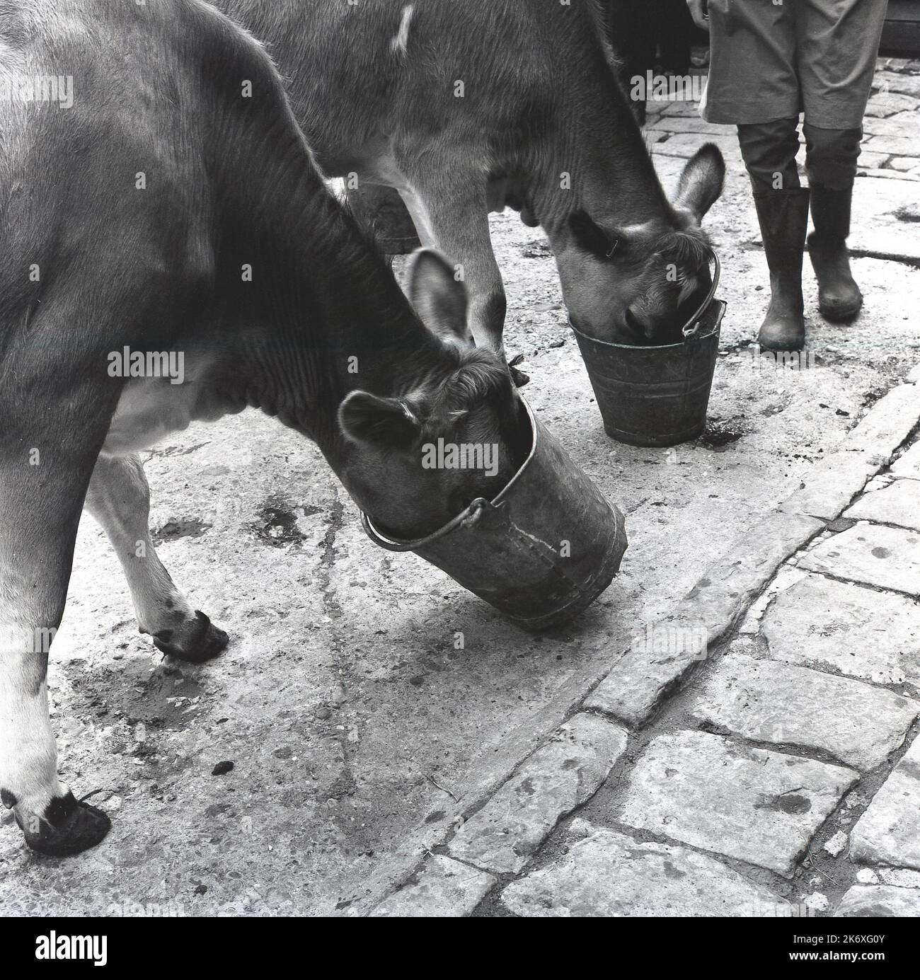 1960s, historical, outside in a farmyard, two cows feeding, heads in metal buckets, with youngster in wellington boots standing by, Buckinghamshire, England, UK. Based at Wendover, the educational establishment known as The Farmhouse School, was established by Quaker, Isobel Fry around 1900 and had pupils from 8 to 18 years old. All the pupils had to rise early each day as they had to look after the animals and undertake general farm duties before breakfast. Traditional school lessons would then take place. Fry believed that other learning came through the work activities on the farm. Stock Photo