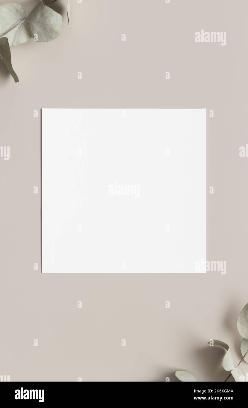 Invitation square card mockup with eucalyptus branches. Stock Photo