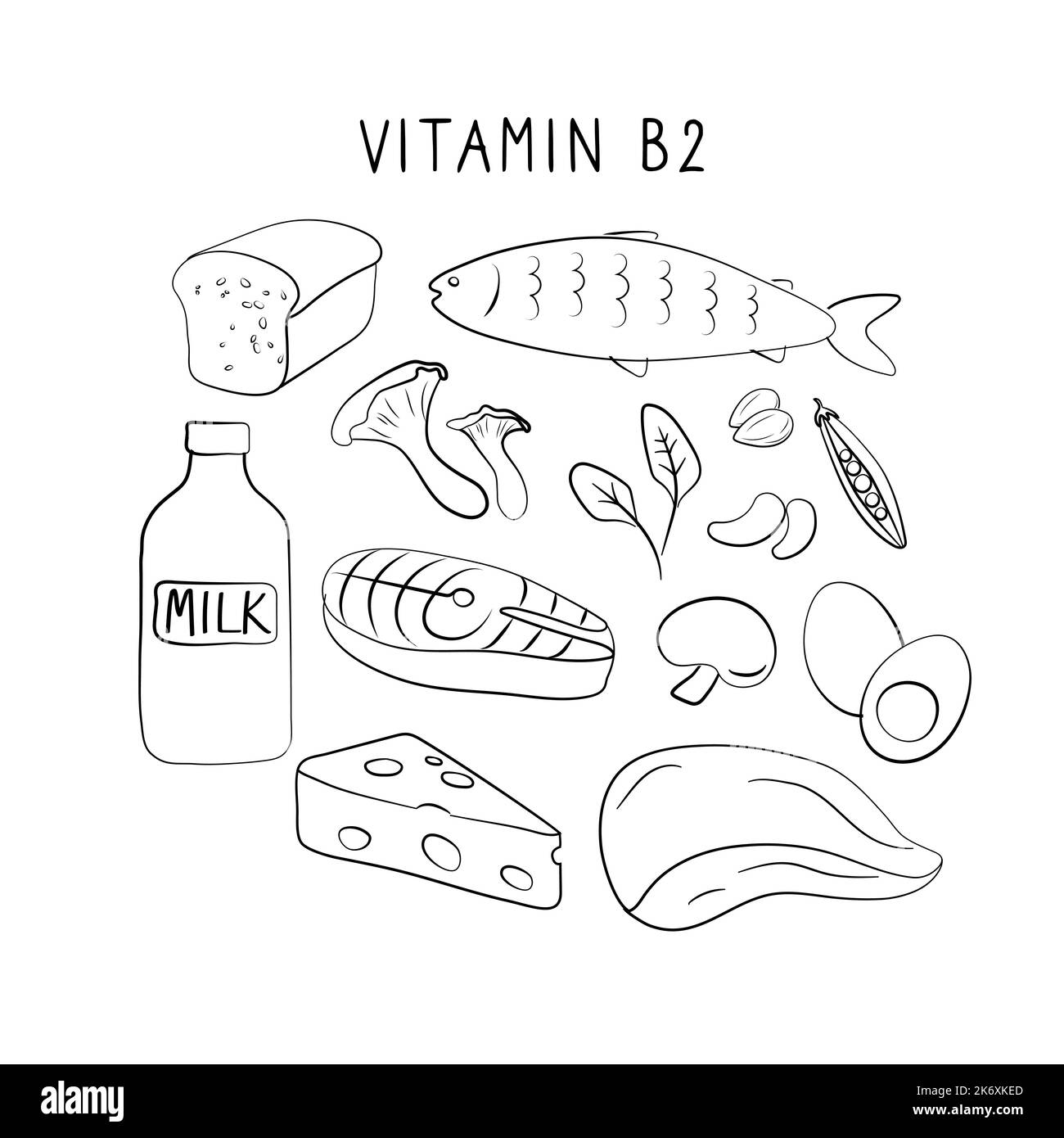 Vitamin B2 riboflavin. Groups of healthy products containing vitamins