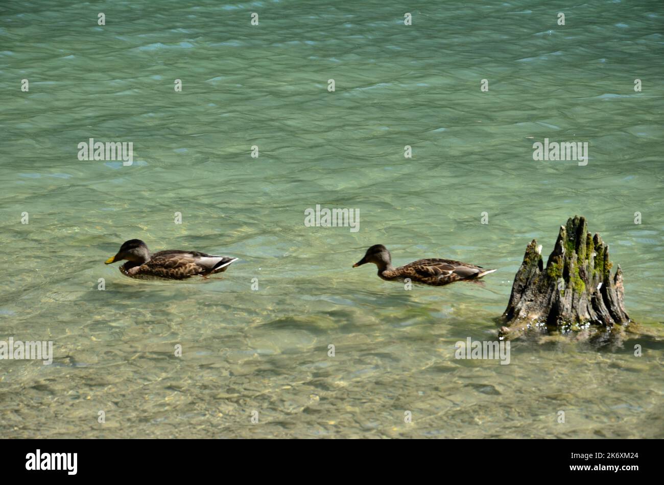 Two ducklings take their leisurely swim in the calm waters of Lake Dobbiaco Stock Photo