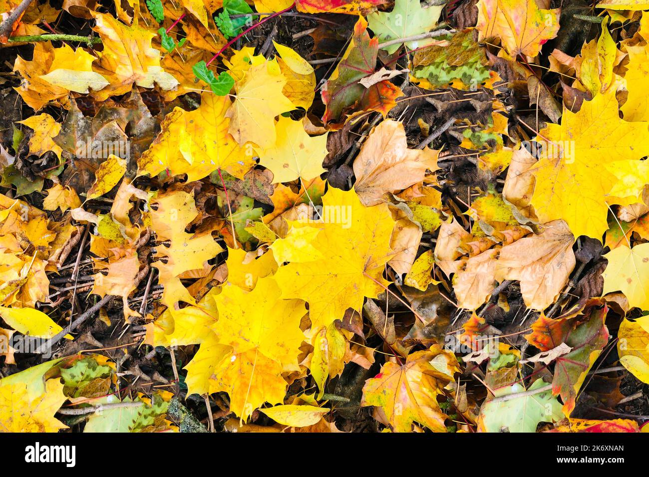 Autumn leaves texture - top view and closeup of colorful leaves Stock ...