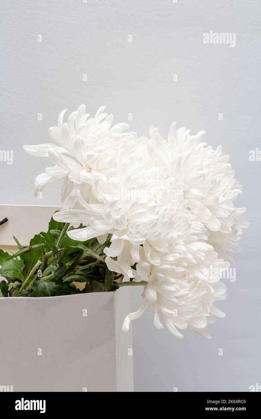 Beautiful flower concept, Bouquet of white blooming chrysanthemum in bag on grey background. Stock Photo