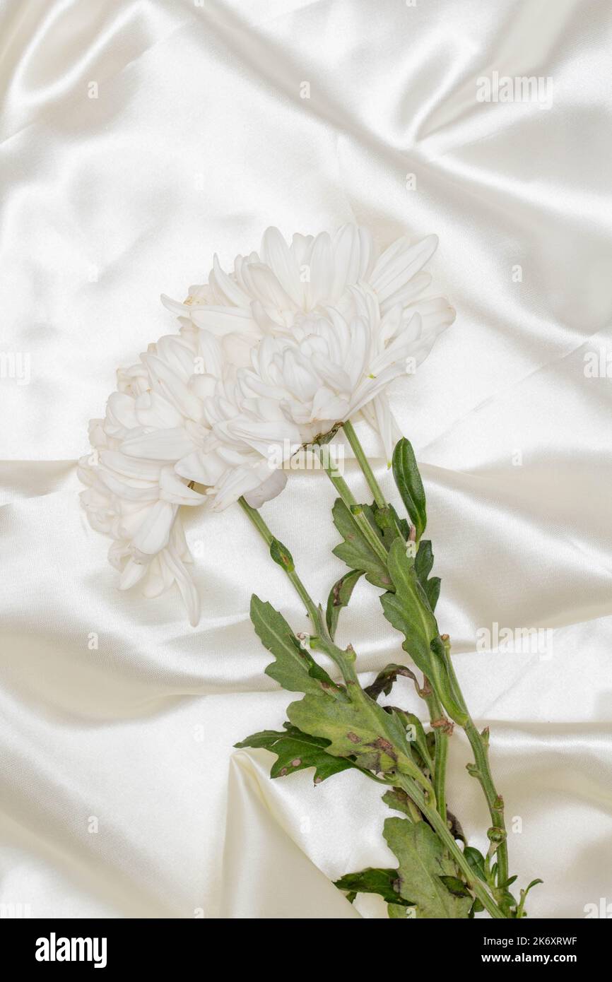 Beautiful flower concept, Bouquet of white blooming chrysanthemum on white cloth background. Stock Photo