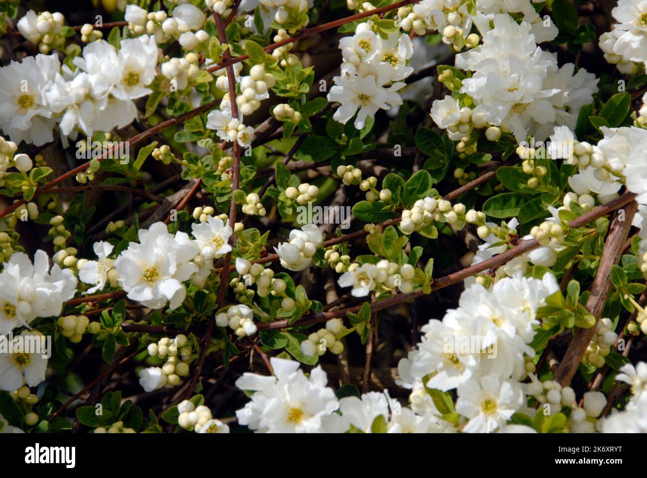 Exochorda x macrantha 'The Bride' bush Stock Photo