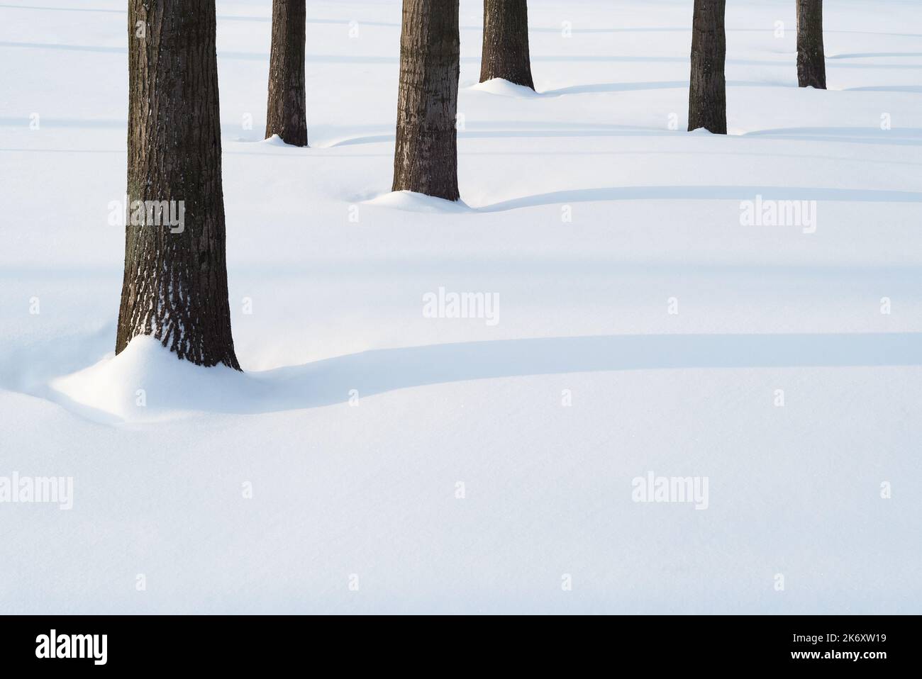 Winter background with minimalist landscape in the park after a snowfall with copy space Stock Photo